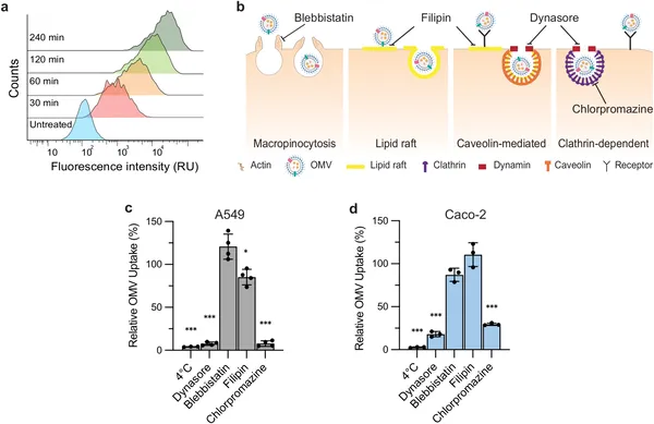 E. coli OMVs enter human cells mainly through clathrin-mediated endocytosis, shown by reduced uptake when this pathway is blocked.