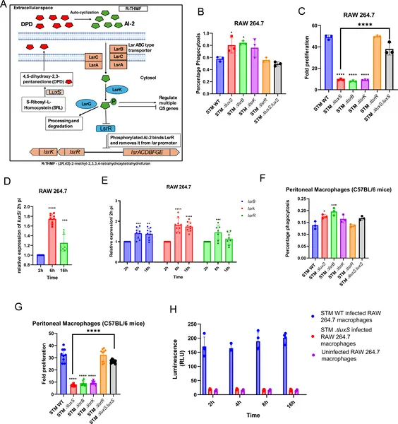 Salmonella uses LuxS/AI-2 signaling to survive and multiply inside immune cells called macrophages during infection.