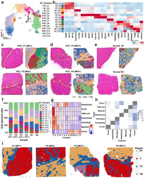 Cell types and regions in liver cancer tissues were mapped and compared to show differences in cell distribution and interactions.