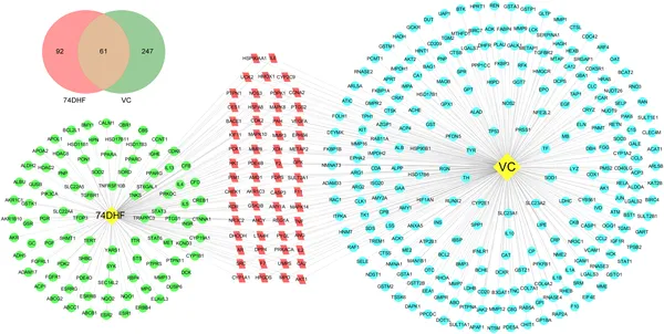 Diagram showing how 74DHF and VC work together to fight asthma by targeting common and unique factors.