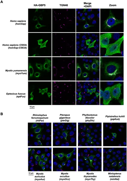 Bat and human GBP5 proteins show different locations inside cells, revealed by fluorescent microscopy images.