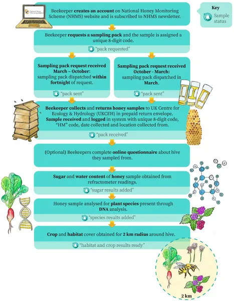 Flowchart showing how beekeepers register online, collect honey samples, and send them to UKCEH for analysis.