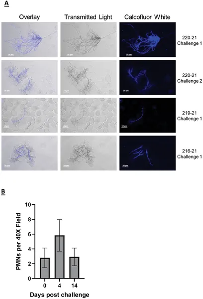 Infection with C. albicans in macaques shows fungal growth and immune cell response in vaginal samples after initial and repeated exposures.