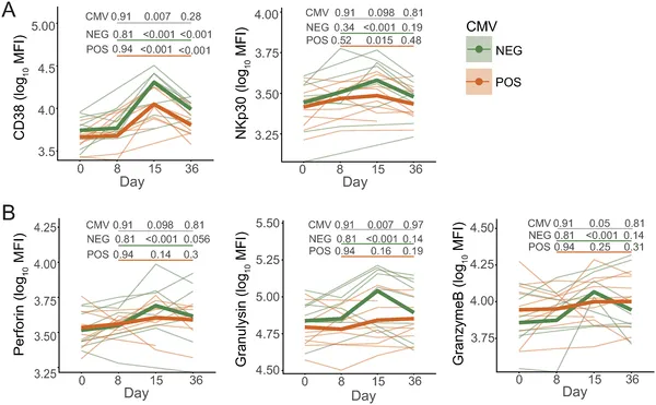 This figure shows how immune cells called CD56 dim NK cells activate differently during malaria infection in people with or without prior CMV exposure.
