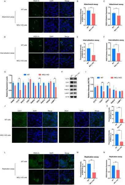 Removing MCL1 protein blocks early and late stages of PEDV virus infection in cells, shown by reduced virus levels and gene activity.