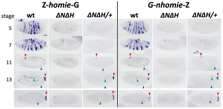 Genetic elements homie and nhomie need their natural partners to interact with eve gene enhancers during later embryo stages, shown by tissue-specific RNA signals.