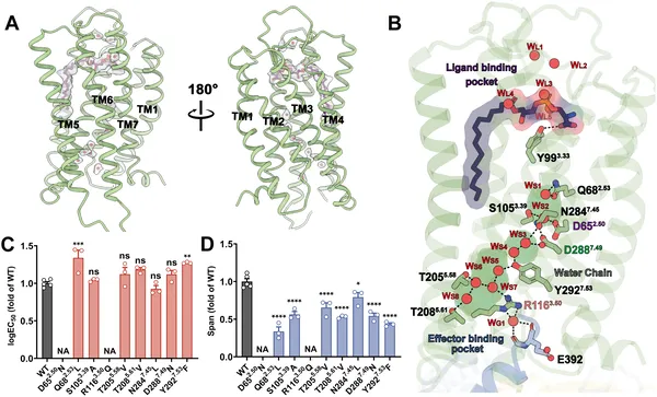 This figure shows how water molecules help GPR174 receptor signal with LysoPS, and how mutations affect this process.