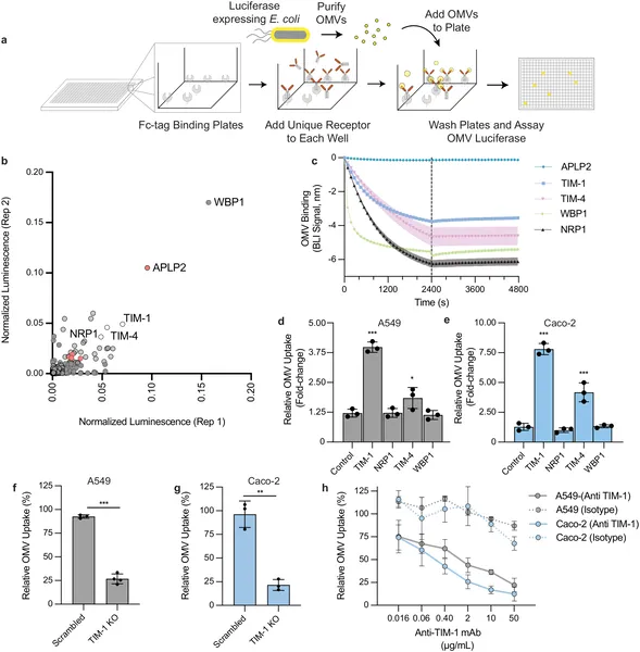 Certain cell receptors, especially TIM-1, bind and help cells absorb tiny vesicles called OMVs, shown by lab tests and cell experiments.