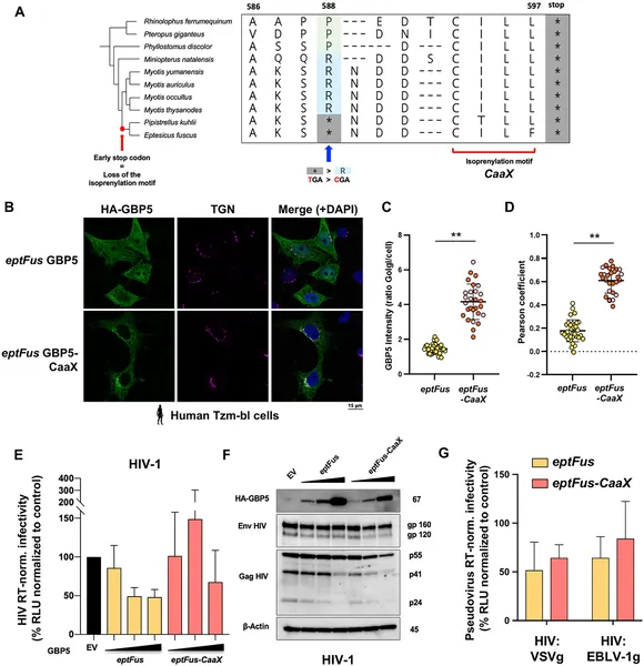 Restoring a protein part in bat cells moves GBP5 to a cell area but doesn't bring back its virus-fighting ability.