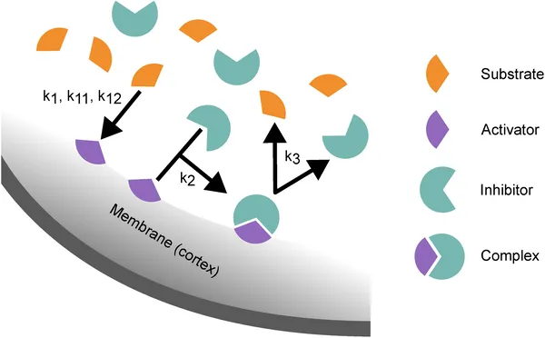 Diagram showing how molecules bind and react on the cell membrane, forming complexes that then break apart to restart the cycle.