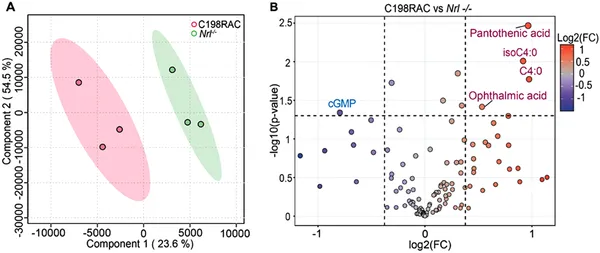 Mutation C198R changes retinal metabolism in mice, showing distinct metabolite patterns and levels compared to normal mice at one month old.
