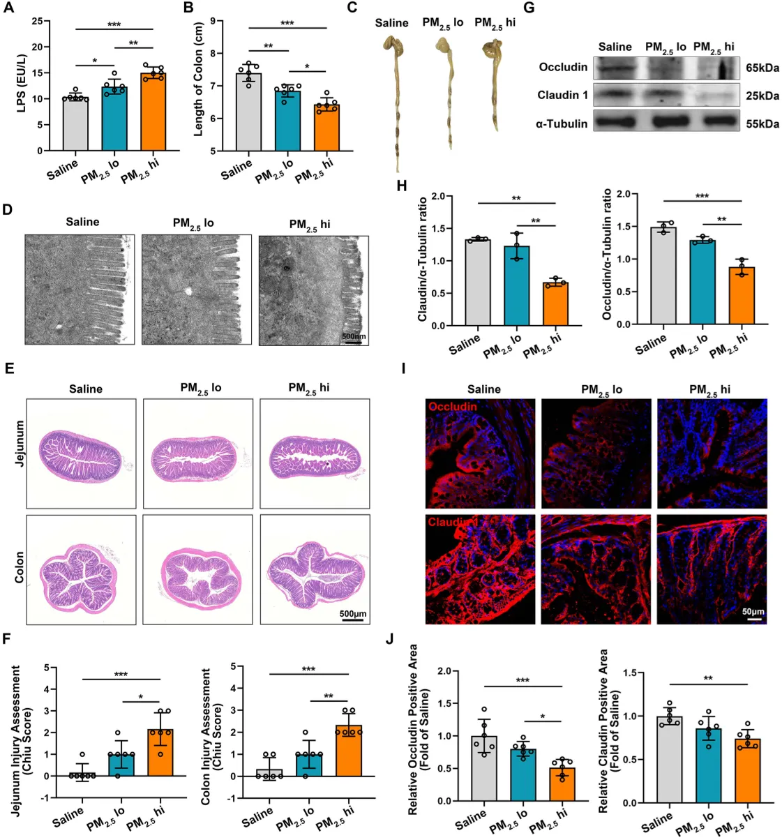 PM2.5 exposure weakens the gut barrier and raises harmful bacterial toxin levels in the blood of mice.