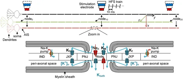 Diagram of a nerve cell model showing its parts, stimulation site, and how ions move through channels along the axon.