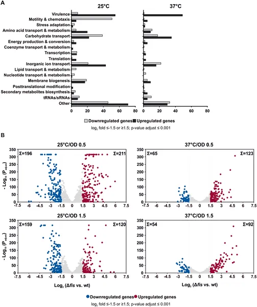 Fis protein affects many genes in Y. pseudotuberculosis differently at 25°C and 37°C, showing which genes increase or decrease activity.