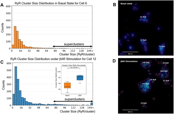 βAR stimulation increases the size and number of RyR protein clusters, forming larger superclusters compared to basal conditions.