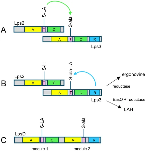 Diagrams show how enzymes in fungi build ergot alkaloids by linking lysergic acid and alanine through specialized protein parts.