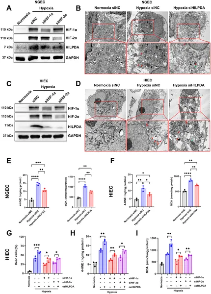 Blocking HILPDA reduces cell damage caused by low oxygen by preventing ferroptosis, a type of cell death linked to mitochondrial changes.