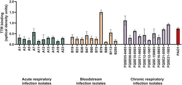 Transthyretin binds to P. aeruginosa bacteria from patients and a lab strain, shown by measuring how much protein sticks to the cells.