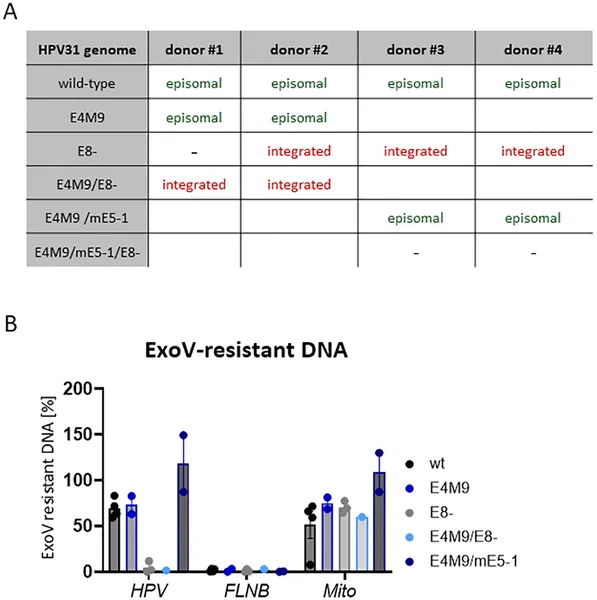 Table and DNA tests show how different HPV31 types affect cell growth and viral DNA forms in stable cell lines from various donors.