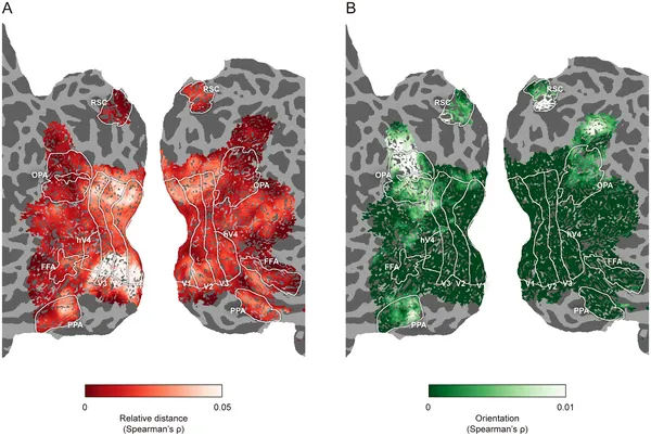 Brain maps show how one person's brain represents 3D space, highlighting distance and orientation patterns on the brain surface.