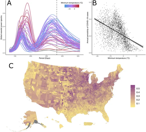 COVID-19 cases show yearly patterns across U.S. regions, linked to local winter temperatures and seasonal changes in each county.