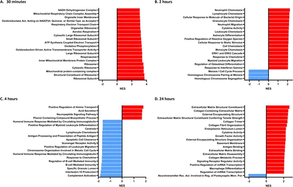 Key biological pathways in hippocampal neurons change over time after PrP Sc treatment, shown by RNA analysis at 30 min, 2, 4, and 24 hours.