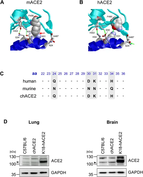 Scientists created a new mouse model with a mixed human-mouse ACE2 receptor to better study how COVID-19 infects cells.