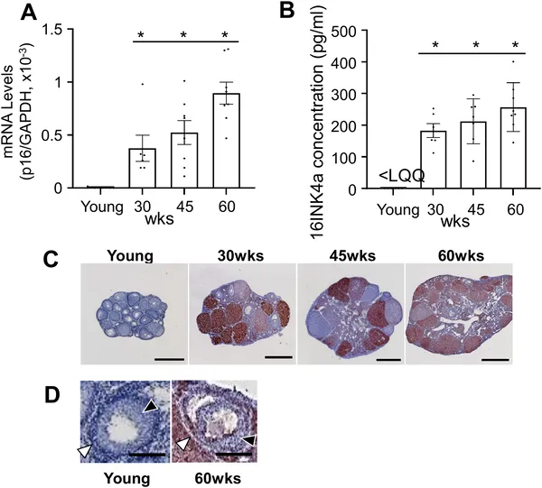 p16 levels in mouse ovaries rise with age, shown by gene expression, protein tests, and tissue staining from young to 60-week-old mice.