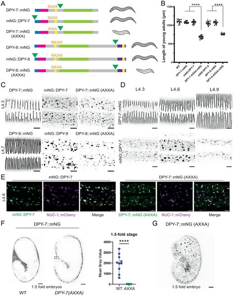Cutting furrow collagens at a specific site is needed for their release and normal worm growth, shown by tagged protein images and size measurements.