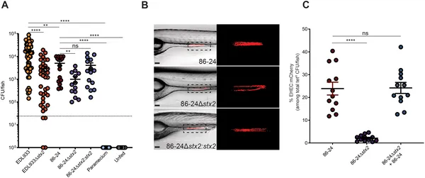Shiga toxin 2 helps harmful E. coli bacteria colonize the gut of zebrafish larvae, shown by bacterial counts and glowing images.
