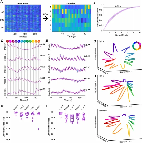 Zebrafish brain activity patterns during visual stimuli show consistent neural responses across trials, explained by five main neural modes.