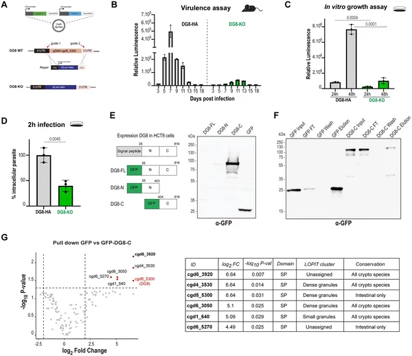 DG8 helps parasites grow and infect better, shown by less growth and infection when DG8 is removed in lab and mouse tests.