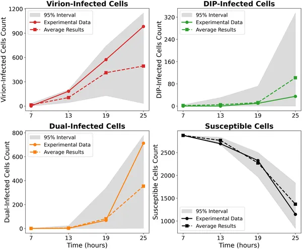 Model matches experimental cell counts over time for different infection types without IFN, showing data and simulation ranges on a log scale.