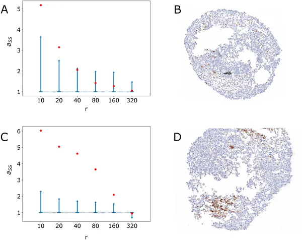 Graphs show stem cell clustering by radius in two images, with confidence intervals and actual images displayed for comparison.