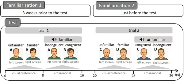 Cows saw two faces and heard a voice to test if they recognize matching faces and voices in two 8-second trials.