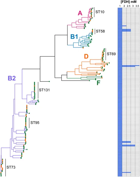 E. coli strains from swabs and urine were tested for formaldehyde resistance, shown by colored branches and heatmap of growth at different formaldehyde levels.