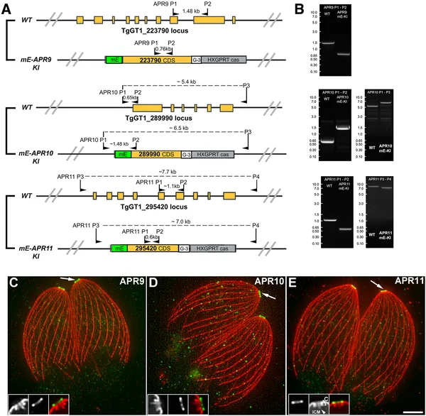 Scientists tagged proteins APR9, APR10, and APR11 to confirm they locate at the apical polar ring in parasites using advanced microscopy.
