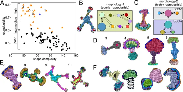 Shapes evolve with varying reproducibility and complexity, showing different patterns of cell state transitions and connections.