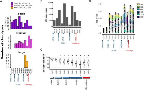 Tracking B cell groups over time shows how their size and diversity change after repeated BG505 SOSIP.664 immunizations and a virus challenge.