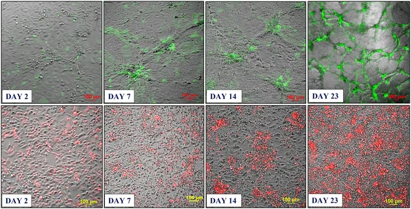 Two types of mixed cell cultures grew into 3D networks with cancer cells clustering around blood vessel cells over 30 days.