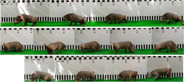 A pig's motor recovery after spinal injury improves from trying to stand on day 10 to better movement by day 40 with PEG-chitosan treatment.