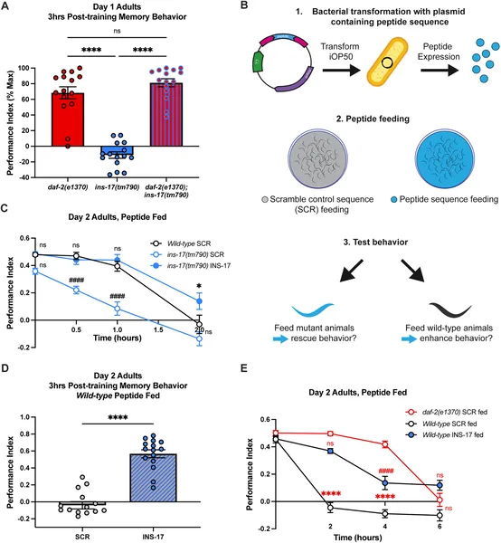 INS-17 and DAF-2 work together to support memory in worms, and feeding INS-17 peptide can restore memory in mutants lacking it.