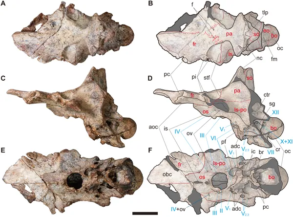 Views of skull NRRU-F01020035 show bone sutures and key skull parts with nerves marked; scale bar is 50 mm.