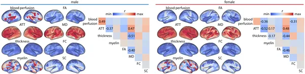 Brain maps show that older participants have thinner cortex, less blood flow, and longer blood arrival times, highlighting key brain changes with age.