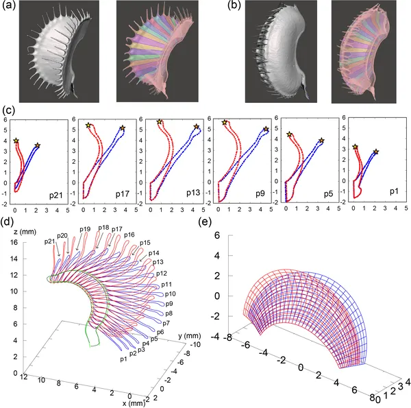 3D scans show open (blue) and closed (red) trap shapes, with detailed cross-sections and models from base to leaf tip.