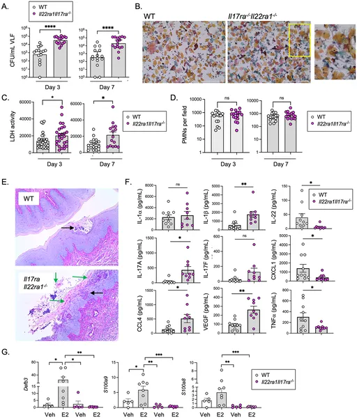 IL-17/22 signals reduce fungal infection, inflammation, and tissue damage in mice, shown by lower fungal loads and immune responses.