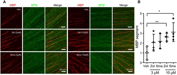 5-HT1B receptor drugs boost nerve insulation in mouse cells, with stronger effects at higher doses over two weeks.
