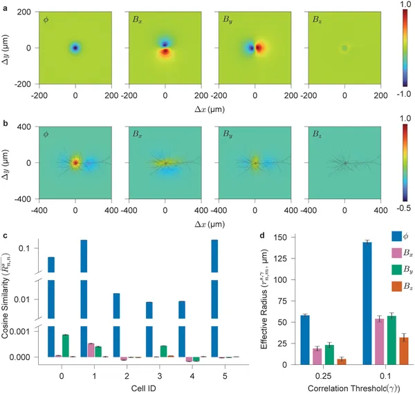 Fig 3 shows how far neural electrical and magnetic signals spread and how similar they are across space in brain cells.