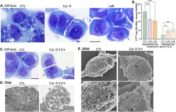 Blocking actin polymerization causes infected cells to release many A. phagocytophilum bacteria, shown by staining and DNA analysis.
