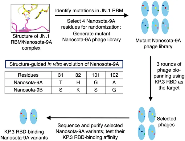 Flowchart showing how Nanosota-9A was improved in the lab to better target a virus mutation, resulting in Nanosota-9B.